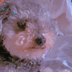 Meet your Posher, Maya